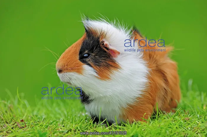 : Guinea Pig (Cavia porcellus) : Guinea Pig (Cavia porcellus)