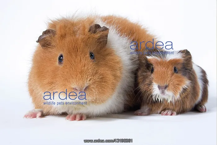: Guinea Pig (Cavia porcellus) adult with baby : Guinea Pig (Cavia porcellus) adult with baby