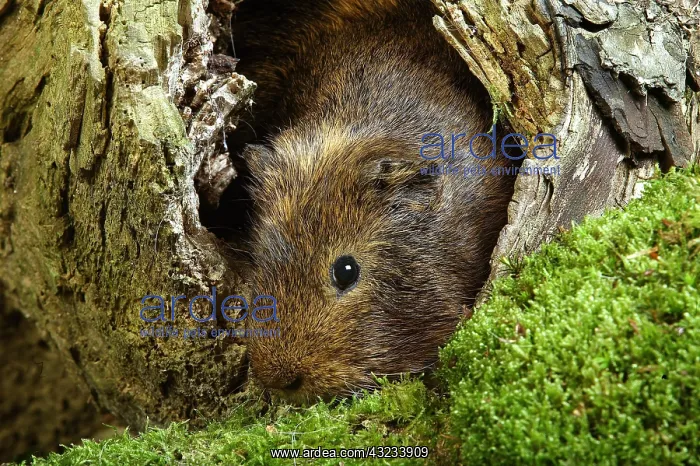 : GUINEA PIG (cavia porcellus), ADULT STANDING IN TREE STUMP : GUINEA PIG (cavia porcellus), ADULT STANDING IN TREE STUMP