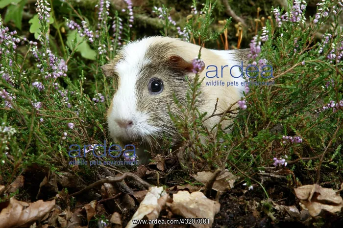 : Guinea Pig (cavia porcellus), Adult whith Heaters : Guinea Pig (cavia porcellus), Adult whith Heaters