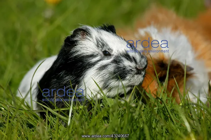 : GUINEA PIG (cavia porcellus), ADULTS : GUINEA PIG (cavia porcellus), ADULTS