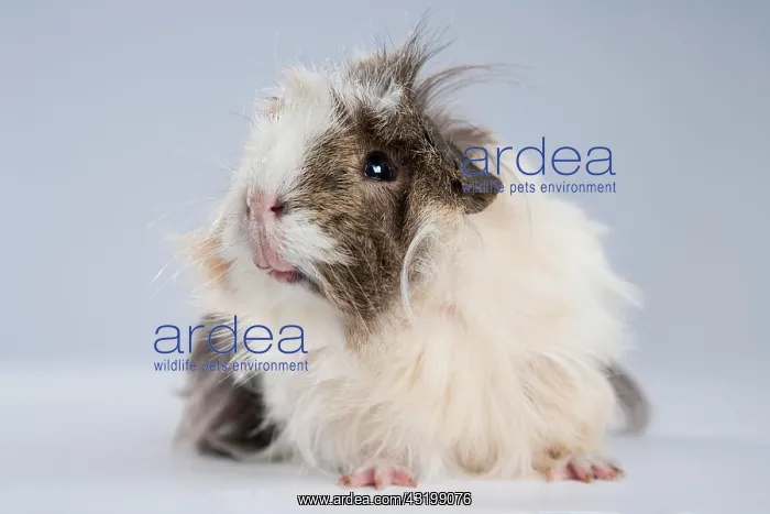 : Guinea pig (Cavia porcellus domestica), long-haired : Guinea pig (Cavia porcellus domestica), long-haired