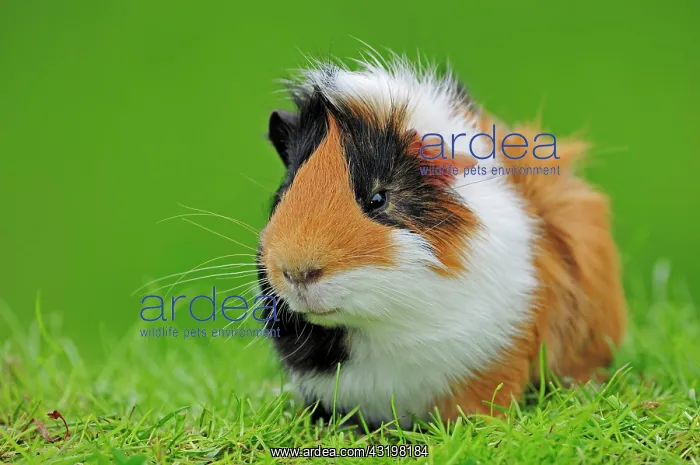 : Guinea Pig (Cavia porcellus) Meerschweinchen | Guinea : Guinea Pig (Cavia porcellus) Meerschweinchen | Guinea