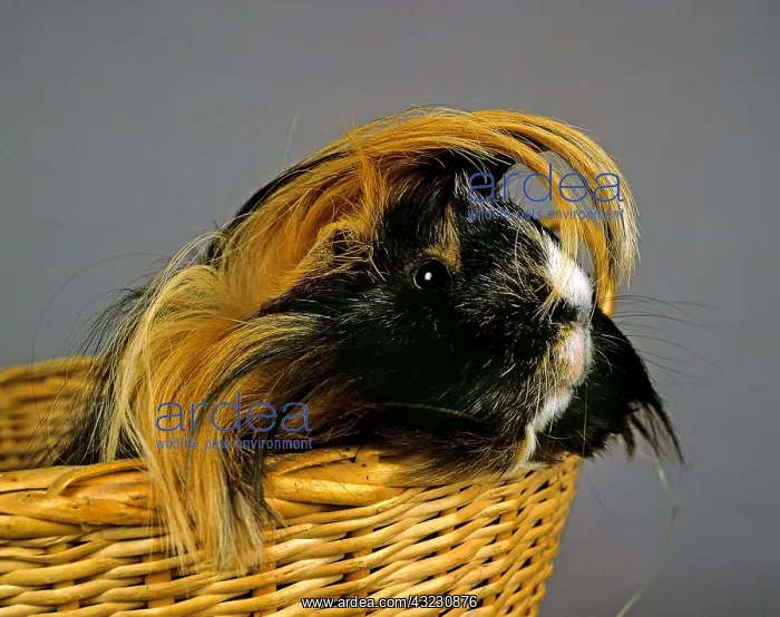: Guinea Pig (cavia porcellus) standing in Basket : Guinea Pig (cavia porcellus) standing in Basket