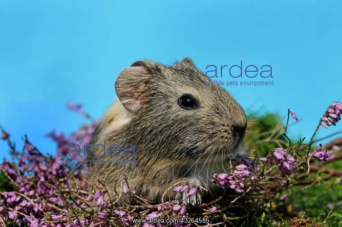  : Guinea Pig (Caviidae), wild color-white, shorthair