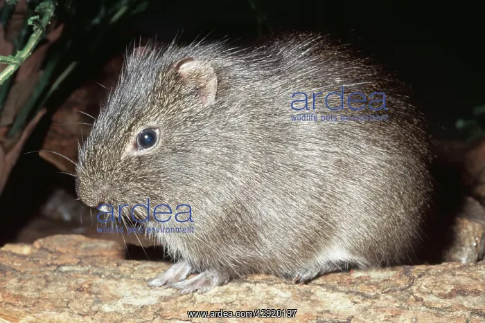  : GUINEA PIG  /  CAVY