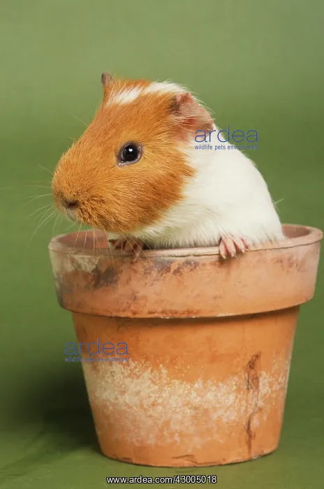 : Guinea Pig / Cavy : Guinea Pig / Cavy