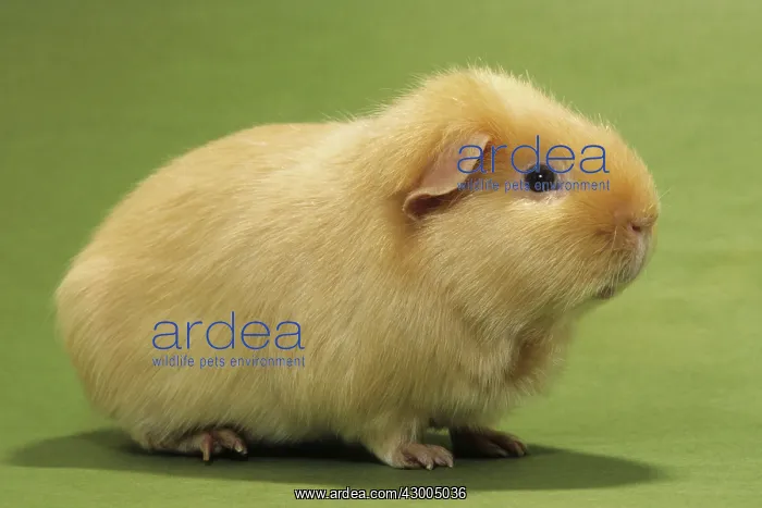 : Guinea Pig / Cavy : Guinea Pig / Cavy