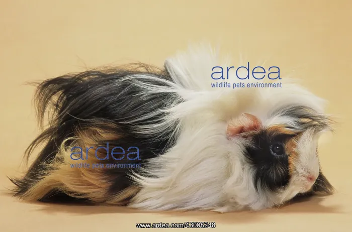 : Guinea Pig / Cavy : Guinea Pig / Cavy