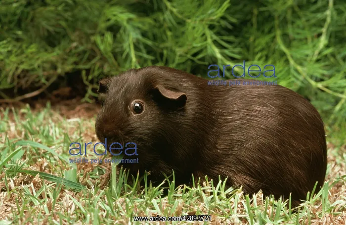 : GUINEA PIG - CHOCOLATE : GUINEA PIG - CHOCOLATE