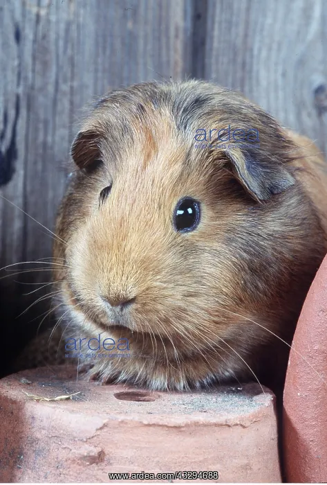 : GUINEA PIG - close-up of face : GUINEA PIG - close-up of face