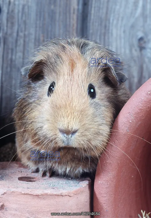 : Guinea Pig - close-up of head among plant pots : Guinea Pig - close-up of head among plant pots