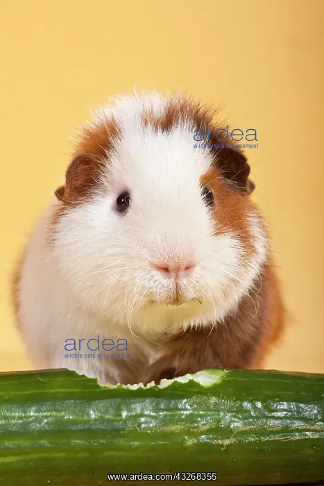 : Guinea pig with cucumber : Guinea pig with cucumber