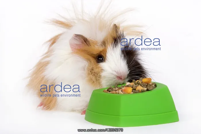  : Guinea Pig - eating from bowl