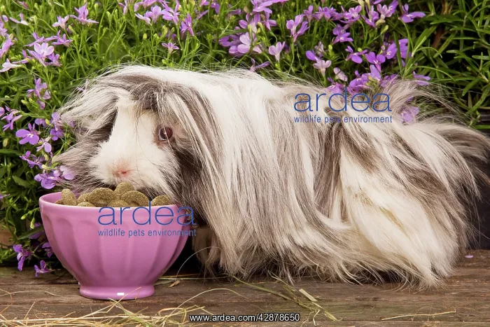  : Guinea Pig - eating dried food from bowl