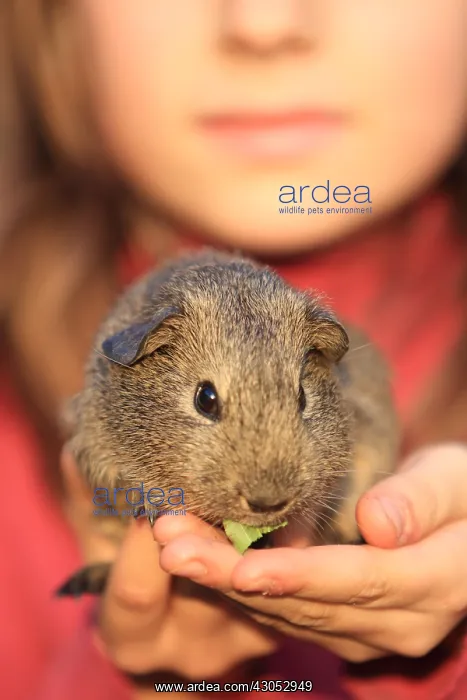 : Guinea pig eating a leaf in the hand of a girl : Guinea pig eating a leaf in the hand of a girl