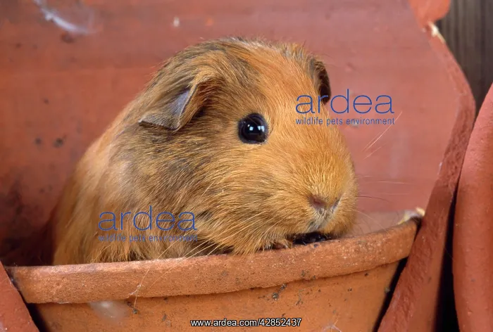  : GUINEA PIG - IN FLOWER POT
