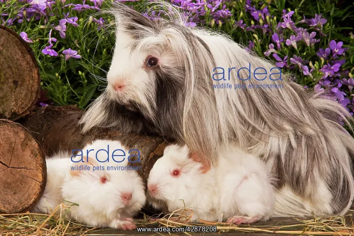  : Guinea Pig - three with flowers