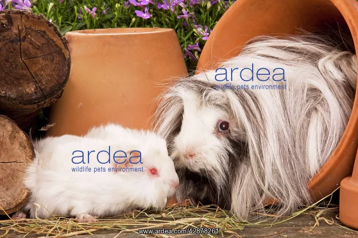 : Guinea Pig - two in garden setting in flowerpots : Guinea Pig - two in garden setting in flowerpots