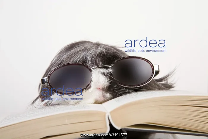 : Guinea pig with glasses and book : Guinea pig with glasses and book