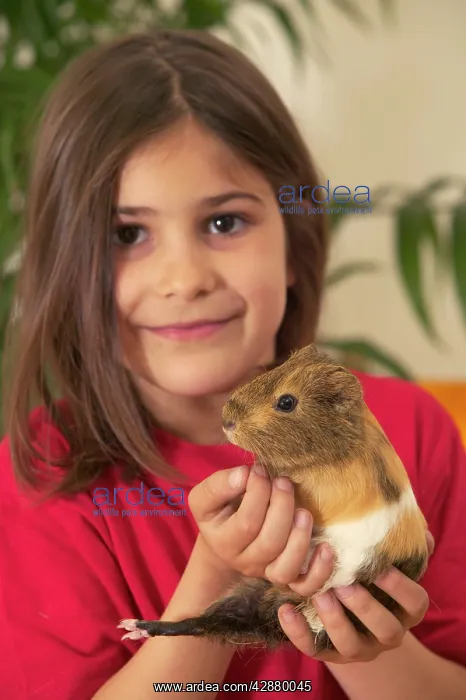  : Guinea Pig - being held by girl