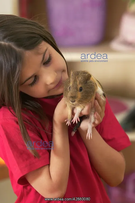  : Guinea Pig - being held by girl