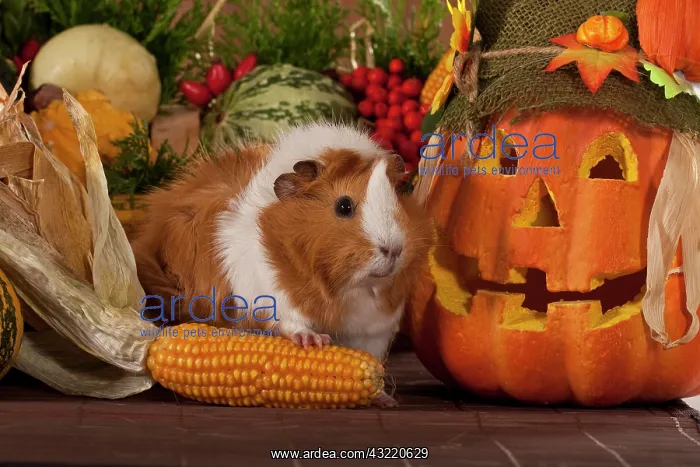 : Guinea pig with jack-o-lantern : Guinea pig with jack-o-lantern