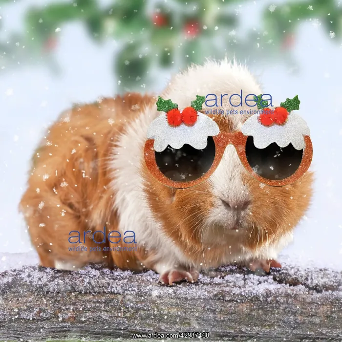 : Guinea Pig leaning over snow covered log wearing : Guinea Pig leaning over snow covered log wearing