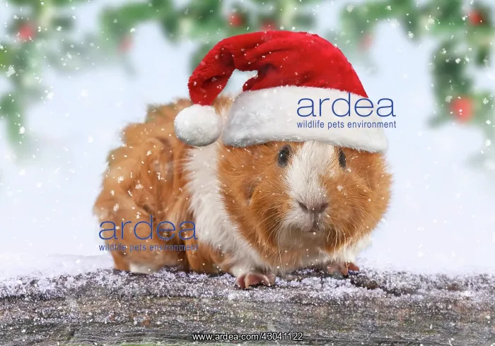 : Guinea Pig leaning over snow covered log wearing : Guinea Pig leaning over snow covered log wearing