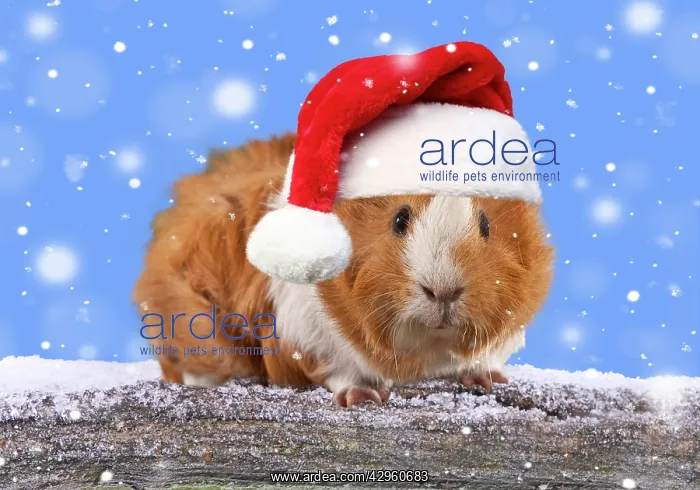 : Guinea Pig leaning over snow covered log wearing Christmas h : Guinea Pig leaning over snow covered log wearing Christmas h