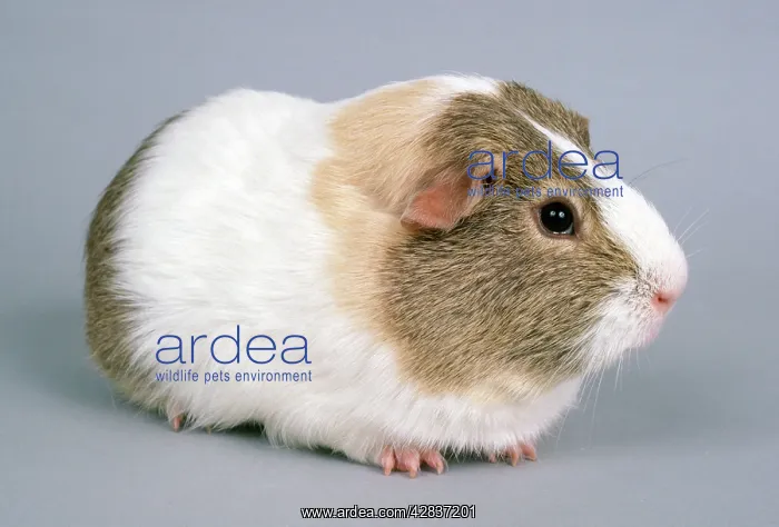  : Guinea Pig - Lemon Agouti