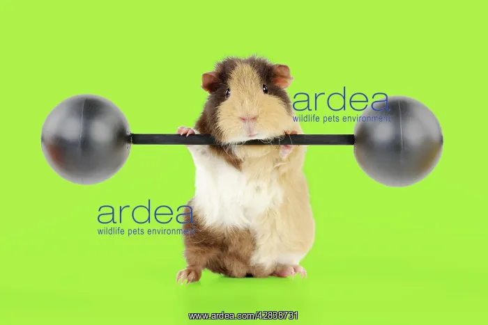 : Guinea pig lifting weights : Guinea pig lifting weights