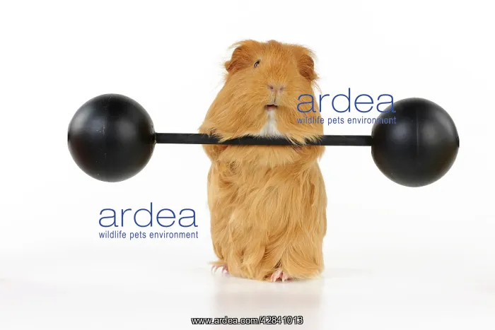: Guinea pig lifting weights : Guinea pig lifting weights