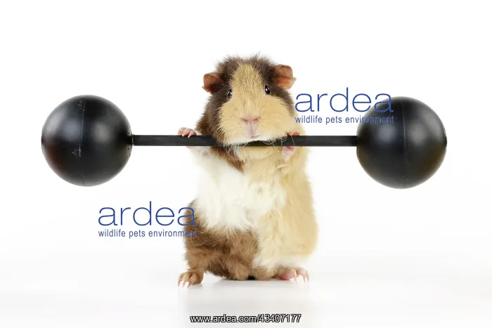 : Guinea pig lifting weights : Guinea pig lifting weights