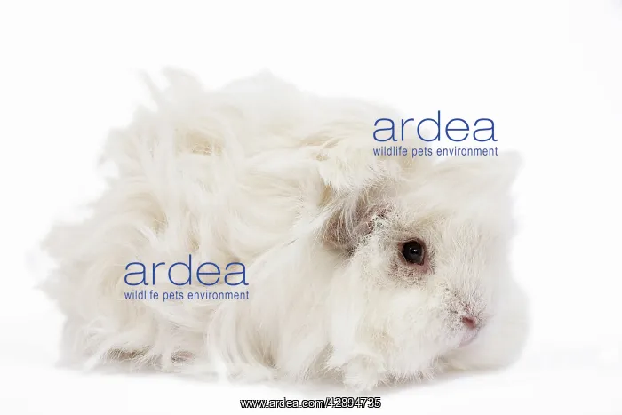  : Guinea Pig - Lunkarya - in studio