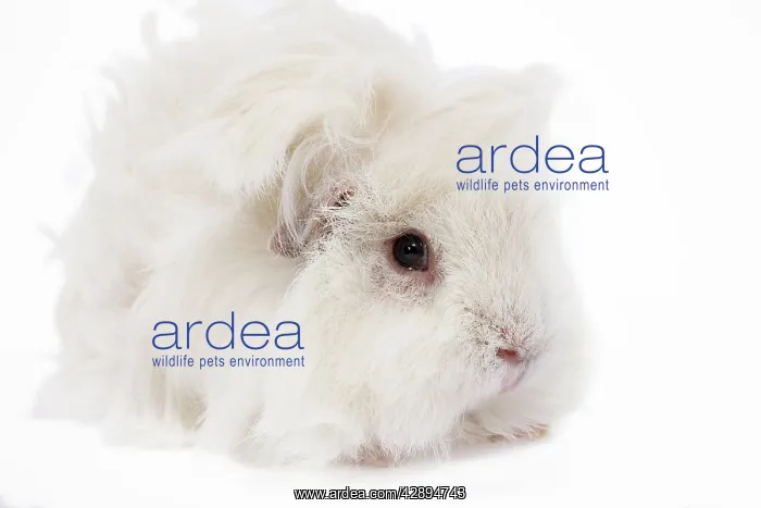 : Guinea Pig - Lunkarya - in studio