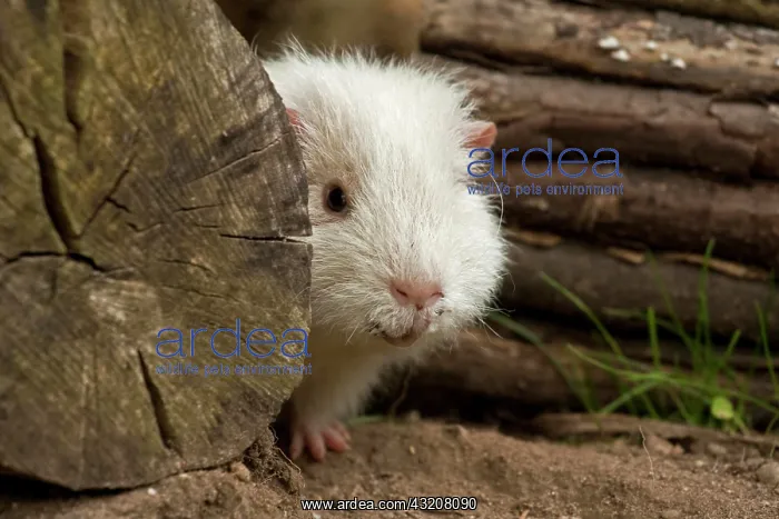  : Guinea pig, outdoor