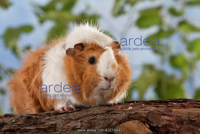 : Guinea pig on pine trunk : Guinea pig on pine trunk