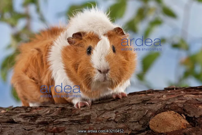  : Guinea pig on pine trunk