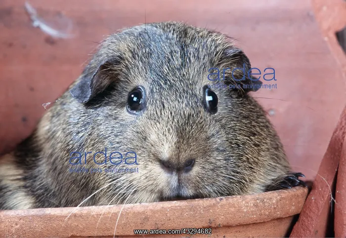 : GUINEA PIG - Among plant pots : GUINEA PIG - Among plant pots