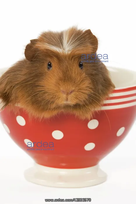 : Guinea Pig - in red & white spotted bowl : Guinea Pig - in red & white spotted bowl