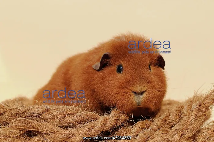 : Guinea pig, Rex guinea pig, red, Austria, Europe : Guinea pig, Rex guinea pig, red, Austria, Europe