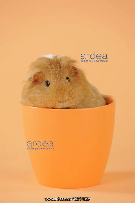 : Guinea pig sitting in cup : Guinea pig sitting in cup