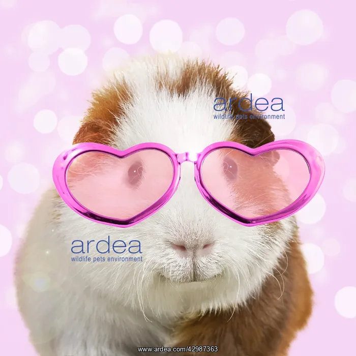 : Guinea pig, smiling, wearing pink heart shaped glasses : Guinea pig, smiling, wearing pink heart shaped glasses