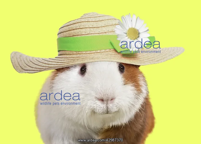 : Guinea pig smiling, wearing straw hat : Guinea pig smiling, wearing straw hat