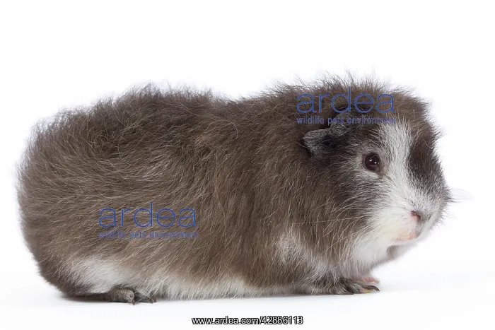  : Guinea Pig - in studio