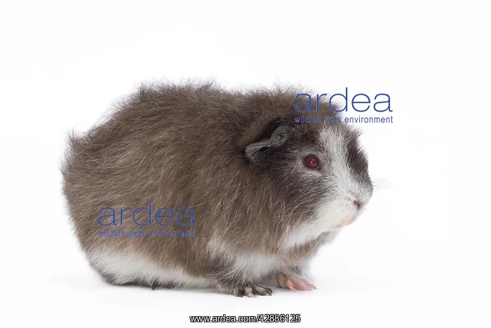  : Guinea Pig - in studio