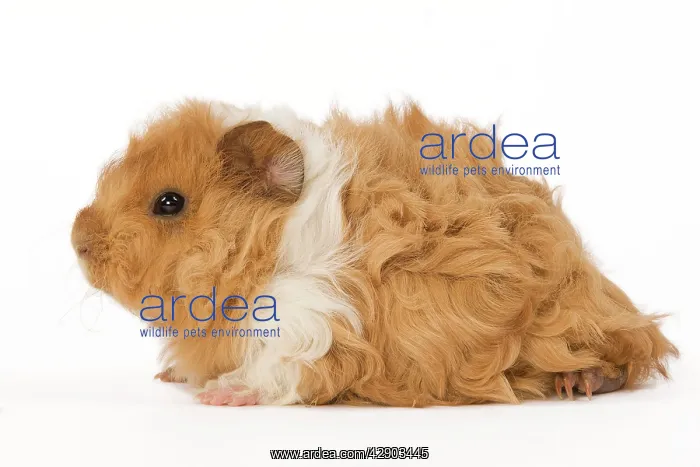  : Guinea Pig - in studio