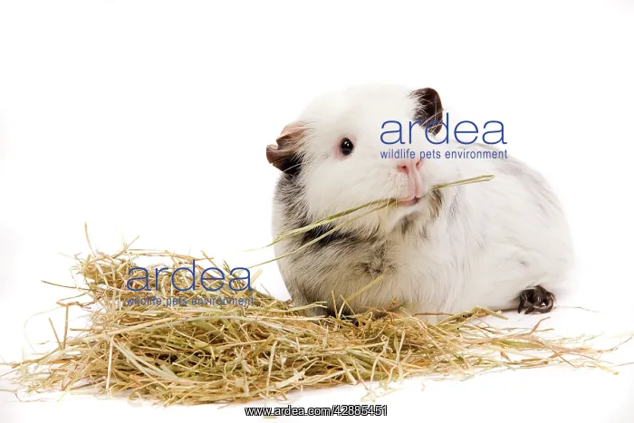  : Guinea Pig - in studio eating straw