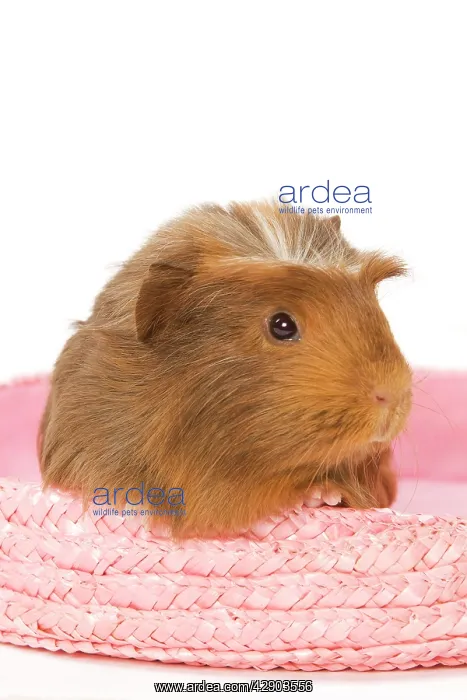  : Guinea Pig - in studio in pink raffia basket